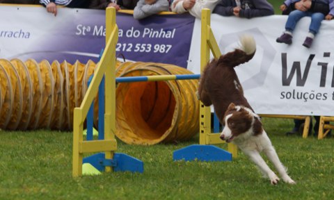 Prova de Agility na Quinta da Marialva