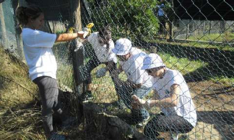 Recuperação da biodiversidade na Ponta dos Corvos