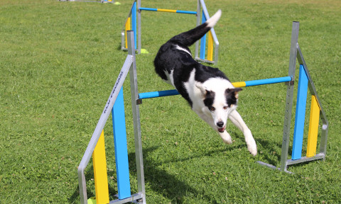 Resultados da prova de Agility Corroios