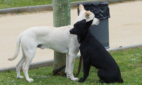 Informação sobre os dejetos caninos