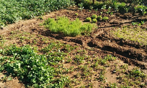 Espaço Agrícola do Alto do Moinho em 2017