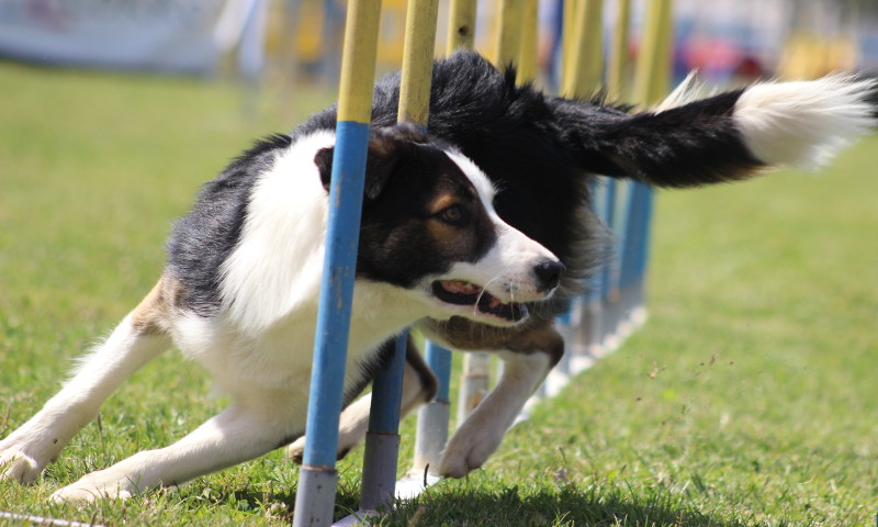 Habilidades caninas na Quinta da Marialva