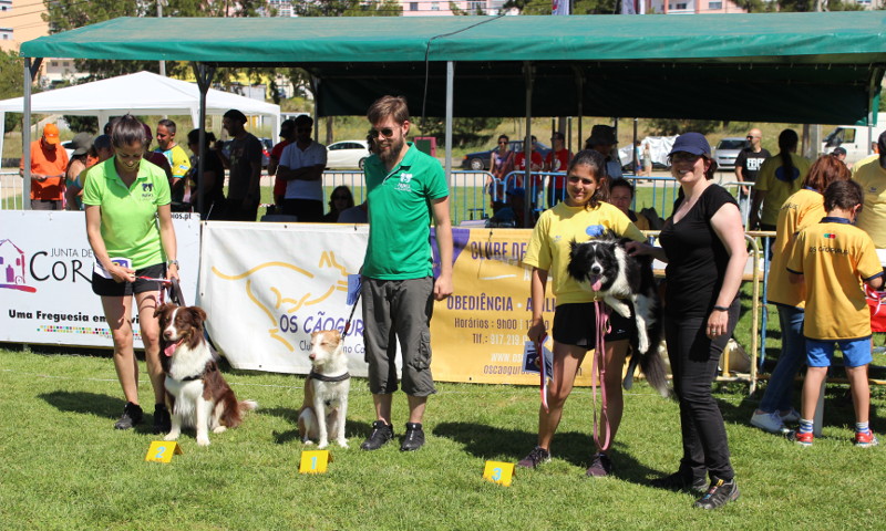 Corroios acolheu os Troféus de Agility "Os Cãogurus"