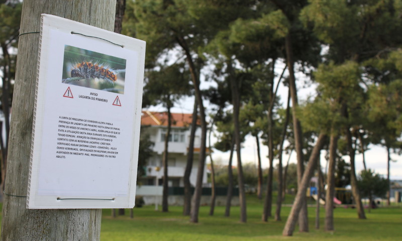 Atenção à processionária ou lagarta do pinheiro