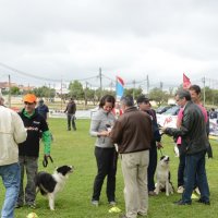 Prova Regional de Agility