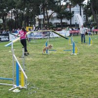 Agility Corroios 2016