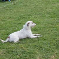 Agility Corroios 2016