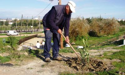 Plantação de árvores e arbustos